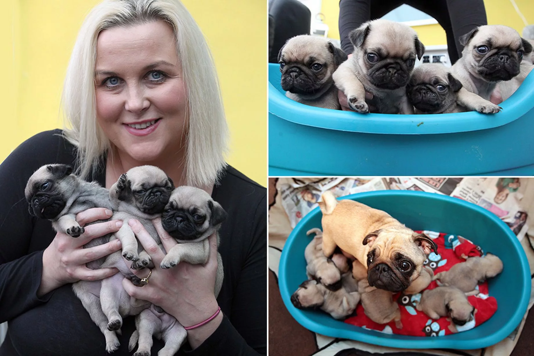 How Many Puppies Can Pugs Have